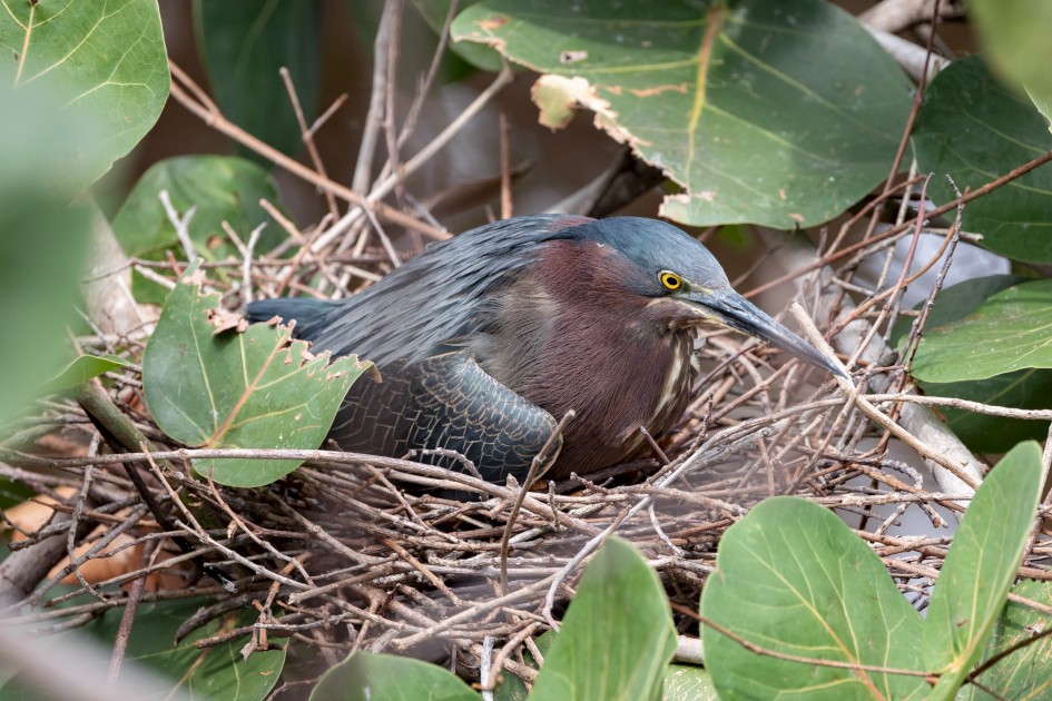 Green Heron, 1/500 sec, f/7.1, 500 mm, ISO 1000