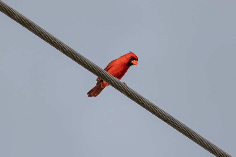 Northern Cardinal, 1/500 sec, f/7.1, 500 mm, ISO 200