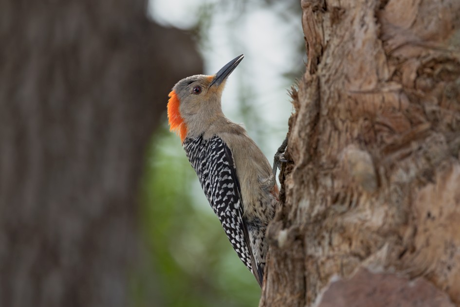 Red-bellied Woodpecker, 1/640 sec, f/7.1, 500 mm, ISO 640