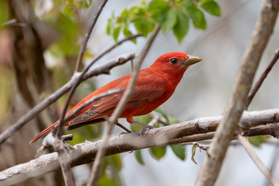 Summer Tanager-, 1/640 sec, f/7.1, 500 mm, ISO 320