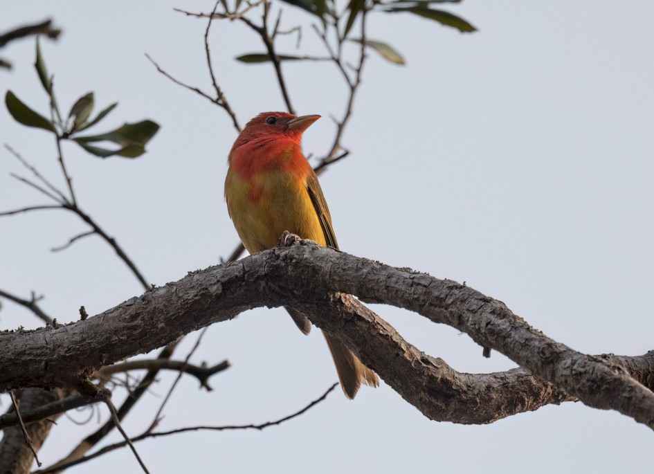Summer Tanager, 1/640 sec, f/7.1, 500 mm, ISO 1250