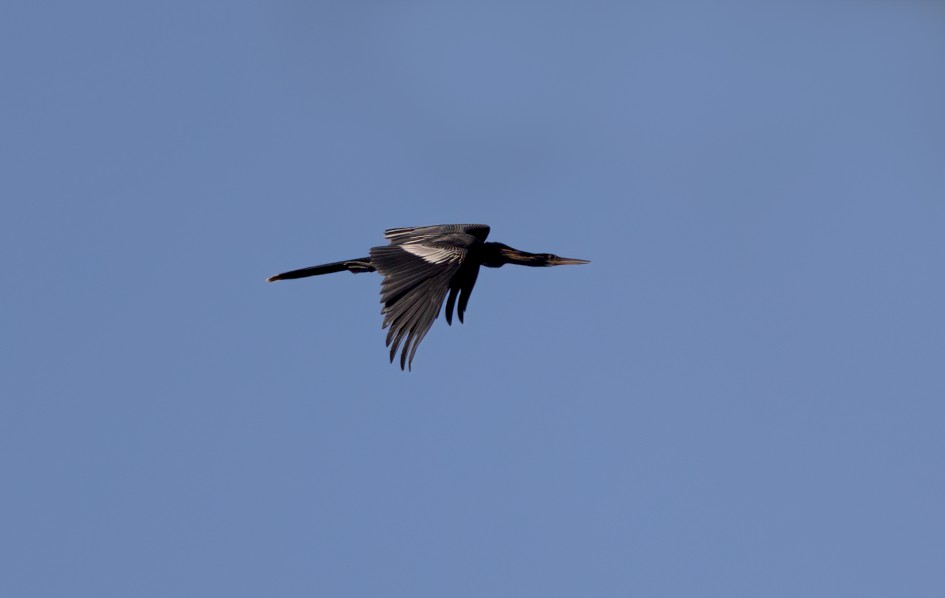 Anhinga-, 1/2000 sec, f/7.1, 500 mm, ISO 320