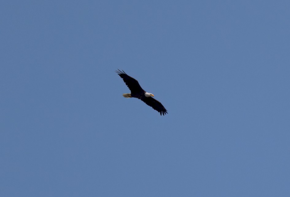 Bald Eagle , 1/2000 sec, f/7.1, 500 mm, ISO 320