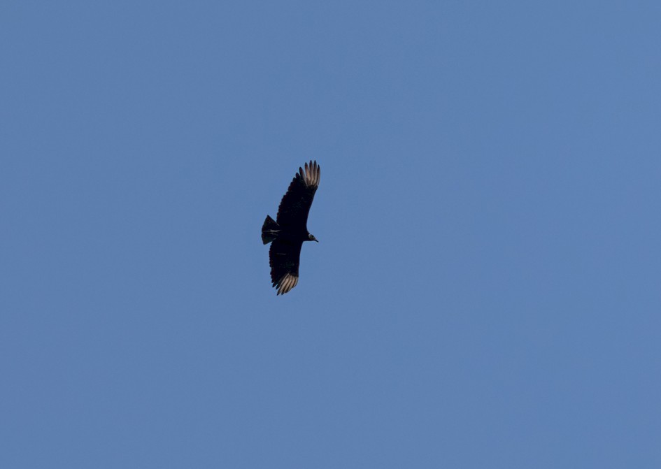 Black Vulture, 1/2000 sec, f/7.1, 500 mm, ISO 400