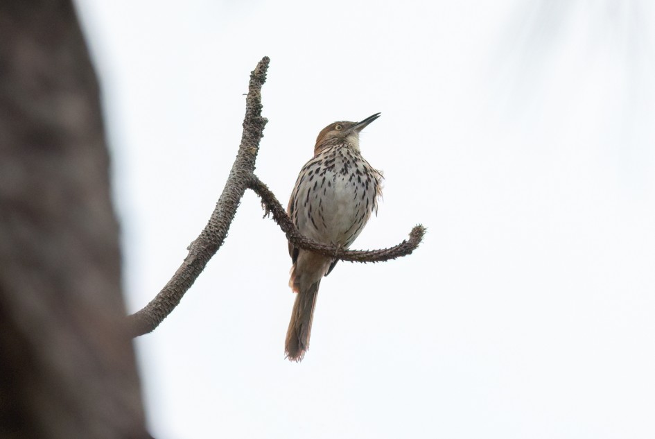 Brown Thrasher, 1/500 sec, f/7.1, 500 mm, ISO 1250