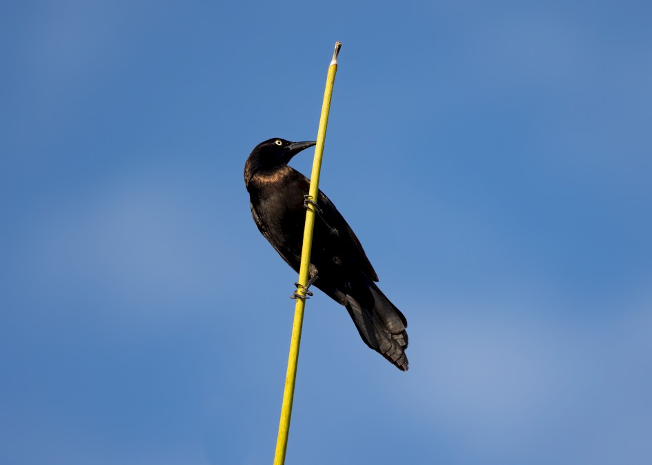 Common Grackle, 1/500 sec, f/7.1, 500 mm, ISO 160