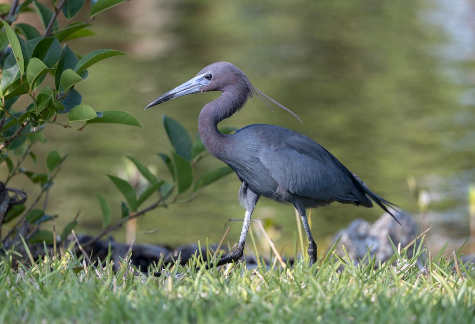 Little Blue Heron, 1/2000 sec, f/5.6, 324 mm, ISO 1600