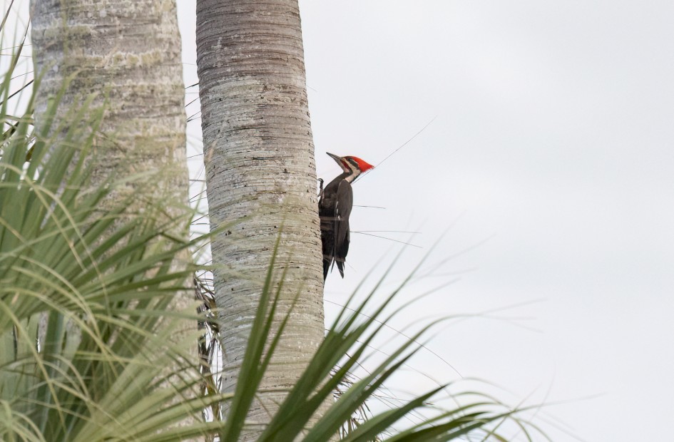 Pileated Woodpecker, 1/500 sec, f/7.1, 500 mm, ISO 2000