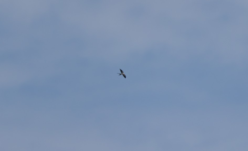 Swallow-tailed Kite, 1/2000 sec, f/7.1, 500 mm, ISO 250