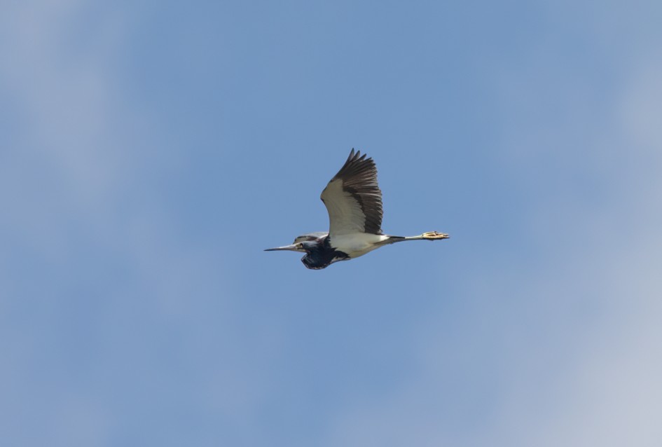 Tricolored Heron, 1/2000 sec, f/7.1, 500 mm, ISO 400