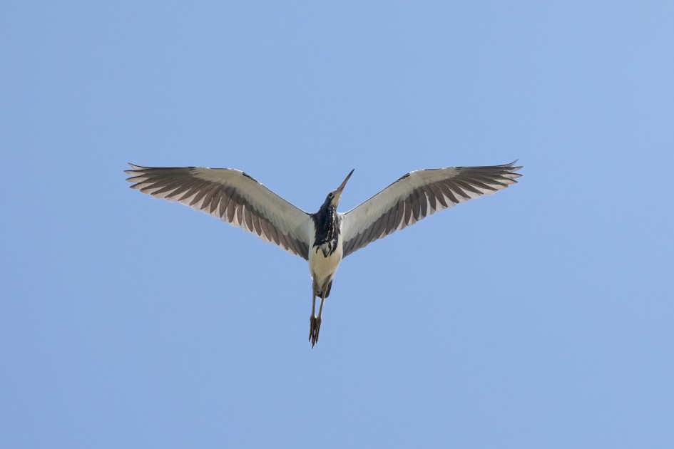 Tricolored Heron , 1/2000 sec, f/7.1, 500 mm, ISO 800