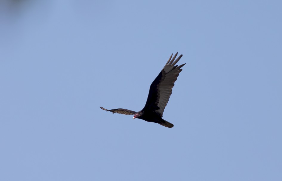 Turkey Vulture, 1/2500 sec, f/7.1, 500 mm, ISO 500