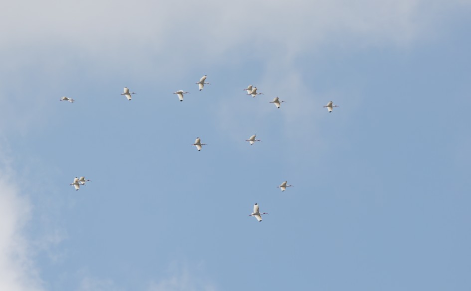White Ibis, 1/2500 sec, f/7.1, 500 mm, ISO 400