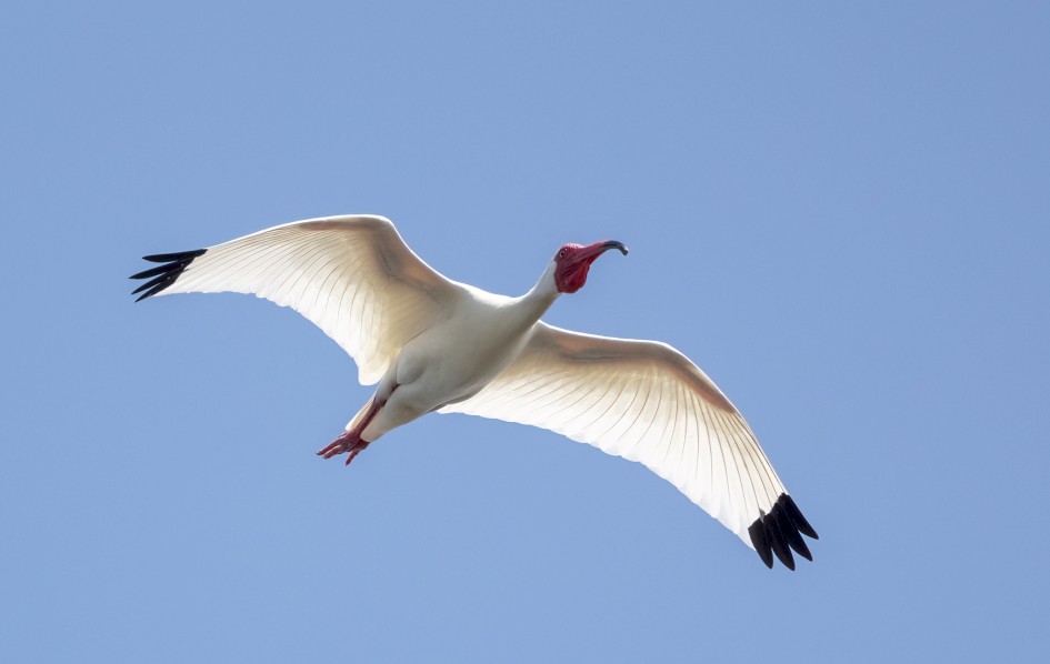 White Ibis , 1/2000 sec, f/7.1, 472 mm, ISO 400