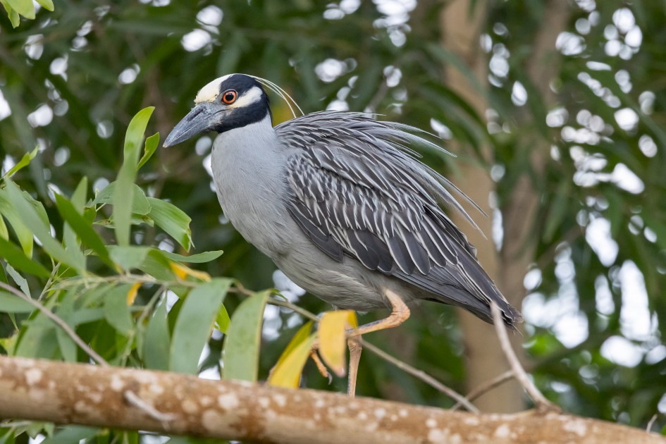 Yellow-crowned Night Heron, 1/640 sec, f/7.1, 500 mm, ISO 5000