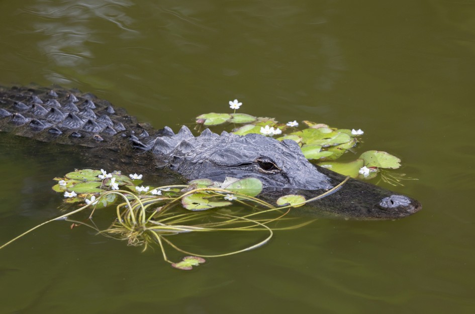 Alligator, 1/640 sec, f/7.1, 500 mm, ISO 800