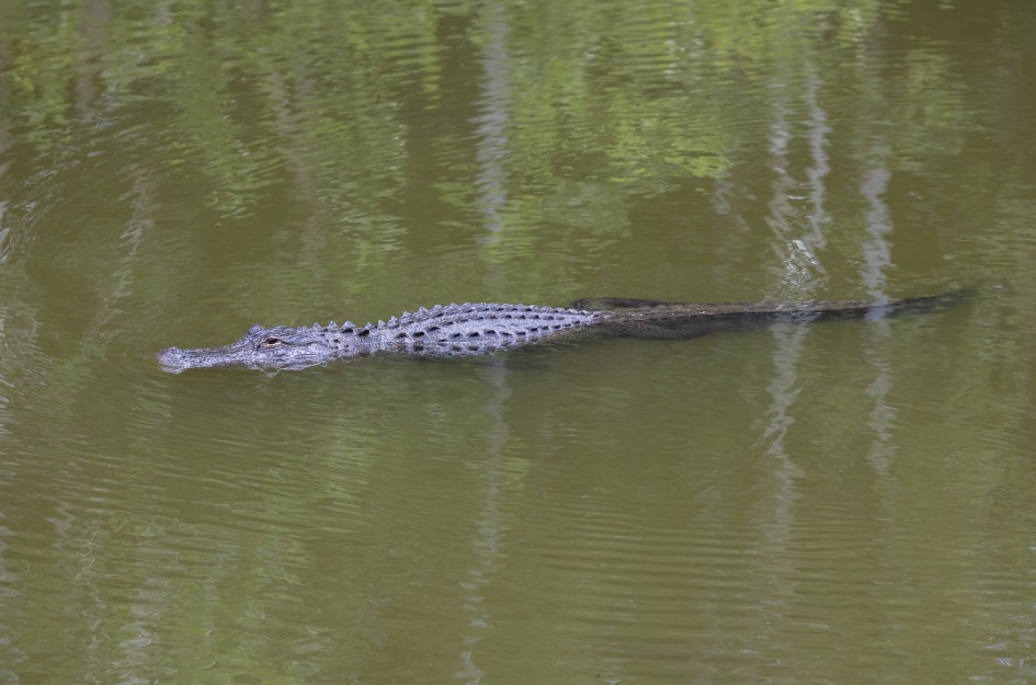 Alligator , 1/500 sec, f/5.6, 223 mm, ISO 800