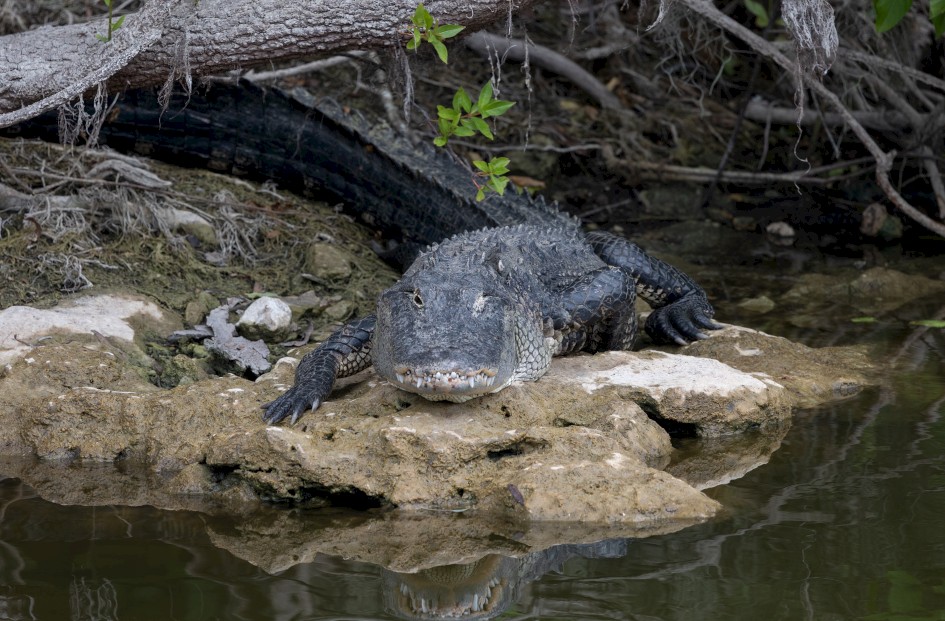 Alligator , 1/640 sec, f/7.1, 500 mm, ISO 800