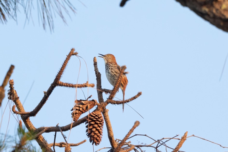 Brown Thrasher, 1/500 sec, f/7.1, 500 mm, ISO 800