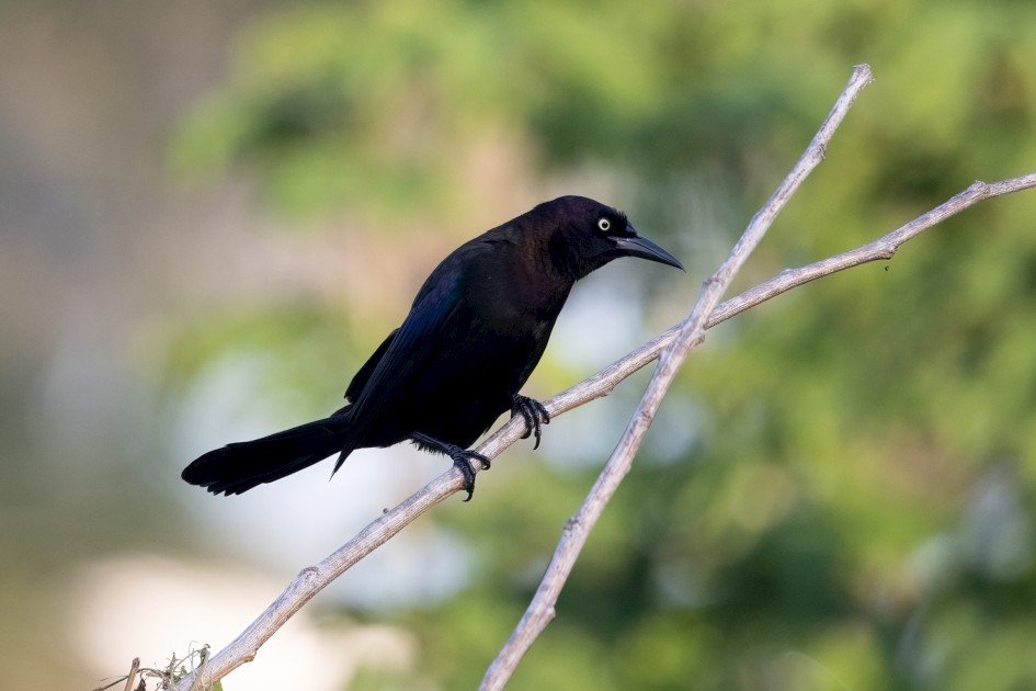 Common Grackle, 1/500 sec, f/7.1, 500 mm, ISO 1000