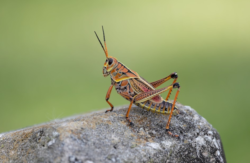 Eastern Lubber Grasshopper, 1/640 sec, f/7.1, 500 mm, ISO 400
