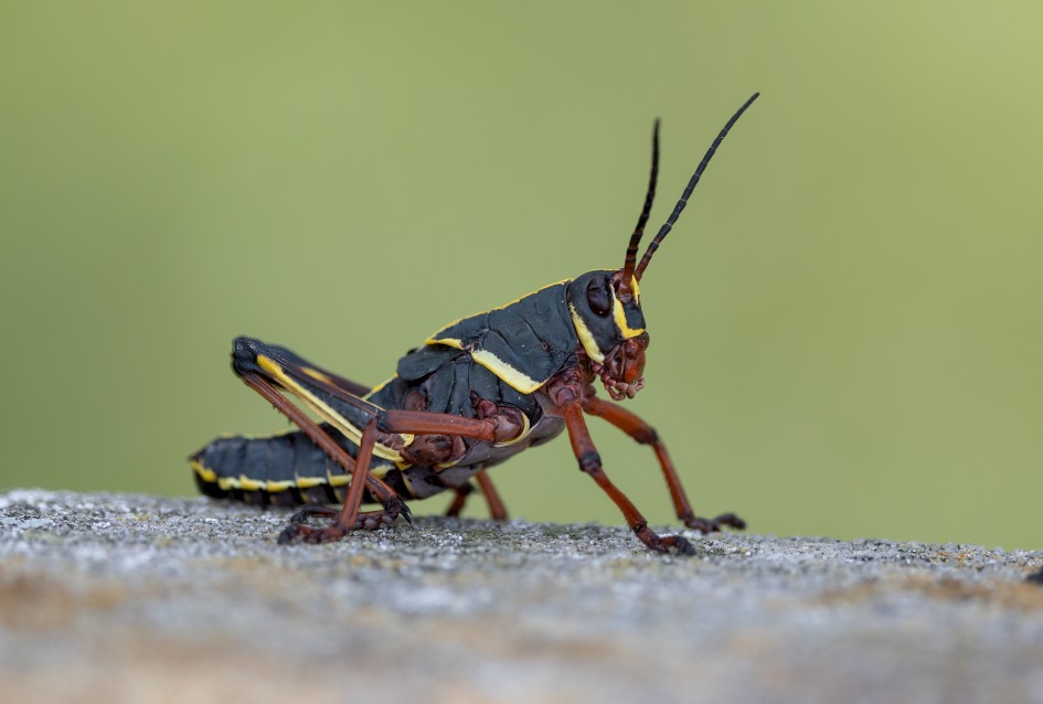 Eastern Lubber Grasshopper - Nymph, 1/640 sec, f/7.1, 500 mm, ISO 320