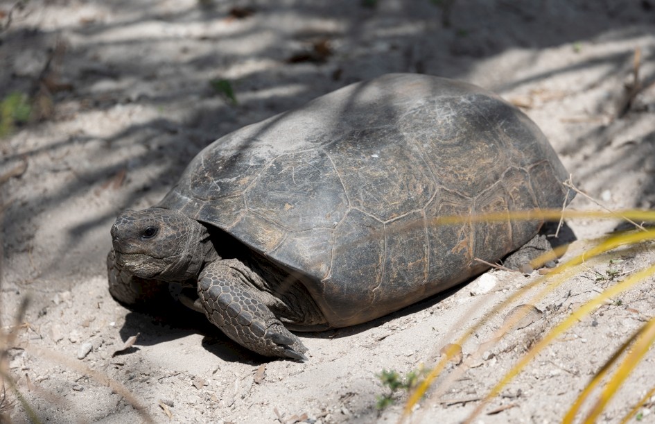 Gopher Tortoise, 1/500 sec, f/5.6, 343 mm, ISO 125