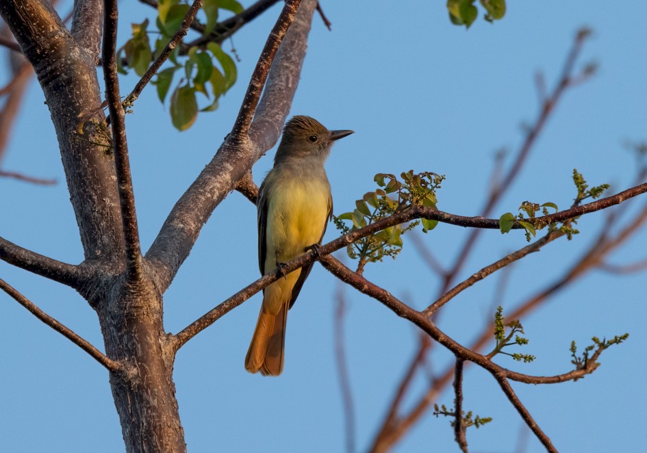 Great Crested Flycatcher, 1/640 sec, f/7.1, 500 mm, ISO 800