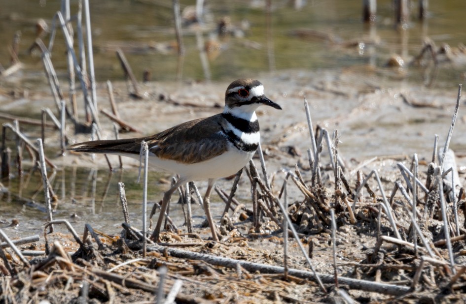 Killdeer, 1/500 sec, f/7.1, 500 mm, ISO 160