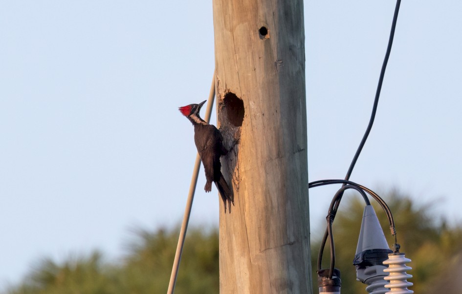 Pileated Woodpecker, 1/500 sec, f/7.1, 500 mm, ISO 800