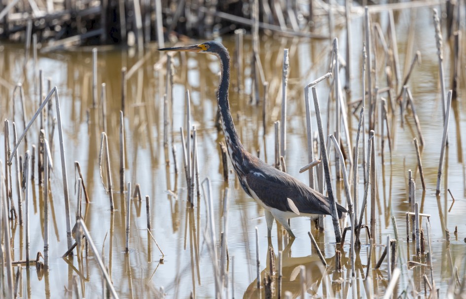 Tricolored Heron, 1/640 sec, f/7.1, 500 mm, ISO 320
