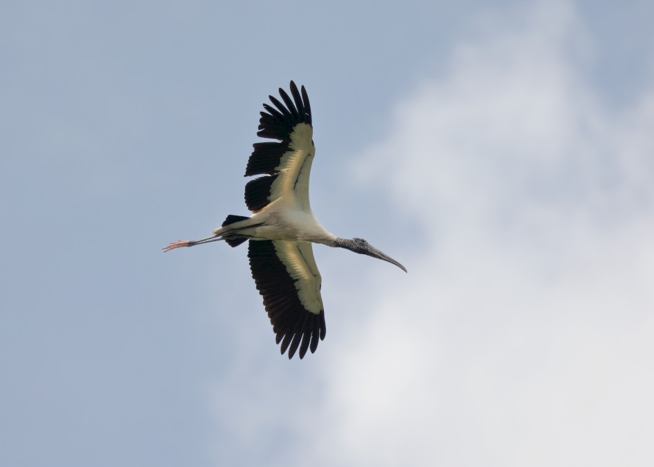 Wood Stork , 1/500 sec, f/7.1, 500 mm, ISO 125