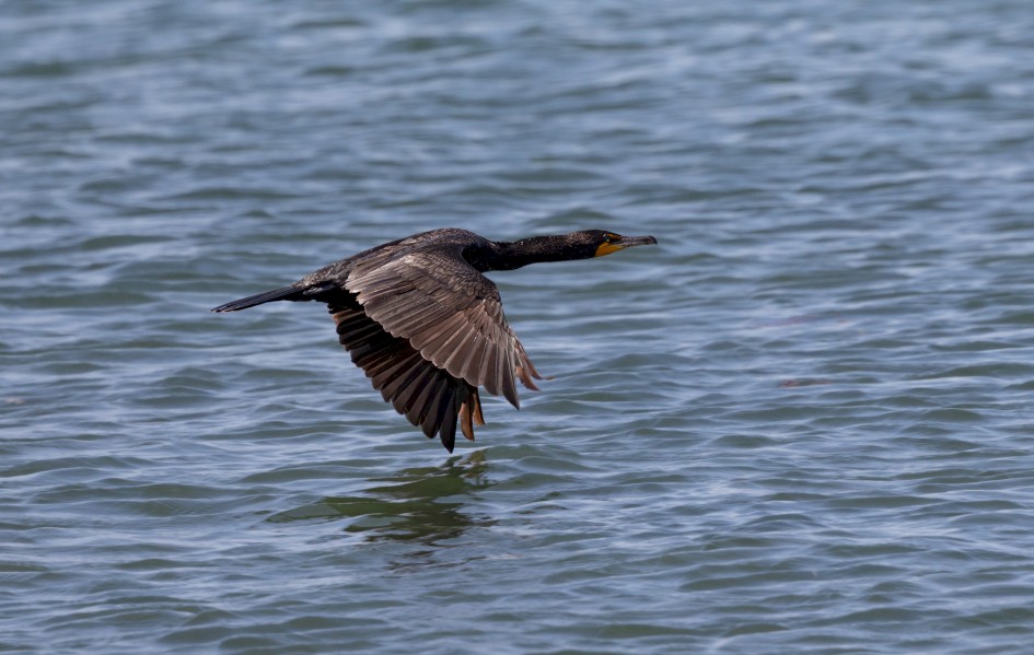 Double-crested Cormorant, 1/2000 sec, f/7.1, 500 mm, ISO 500