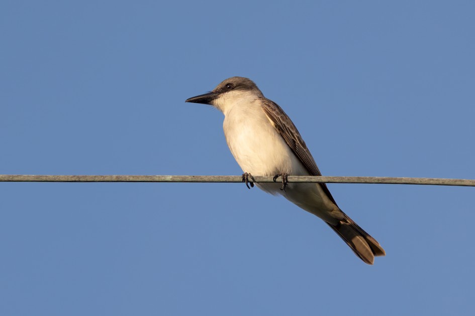 Gray Kingbird, 1/640 sec, f/7.1, 500 mm, ISO 320