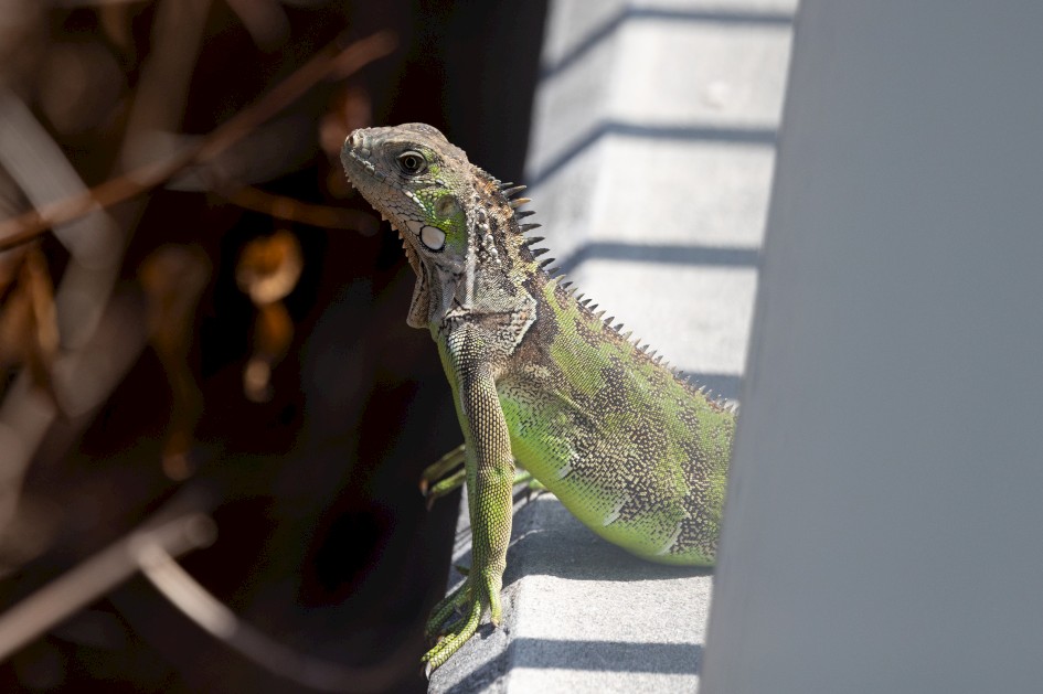Iguana, 1/2000 sec, f/7.1, 500 mm, ISO 1000