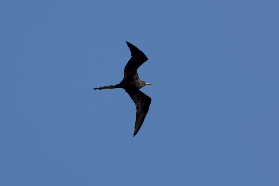 Magnificent Frigatebird, 1/2500 sec, f/7.1, 500 mm, ISO 800
