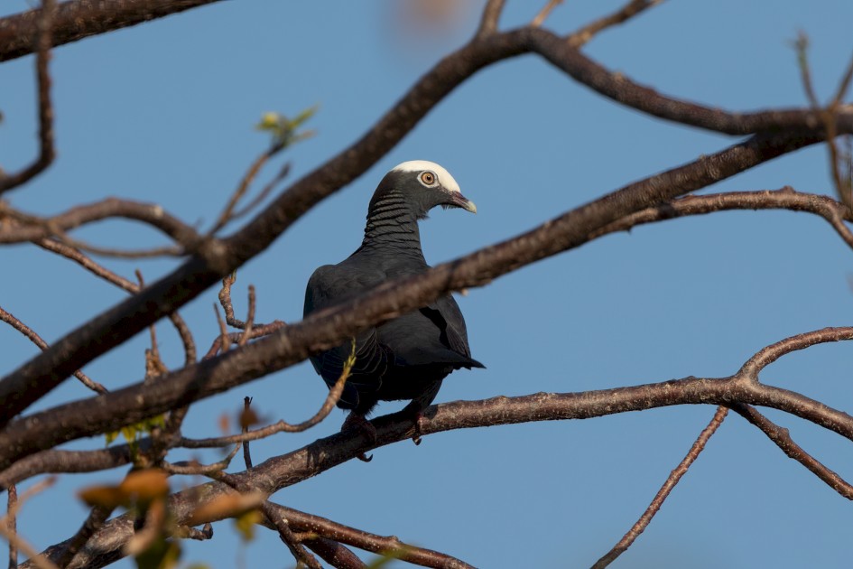 White-crowned Pigeon, 1/2500 sec, f/7.1, 500 mm, ISO 500