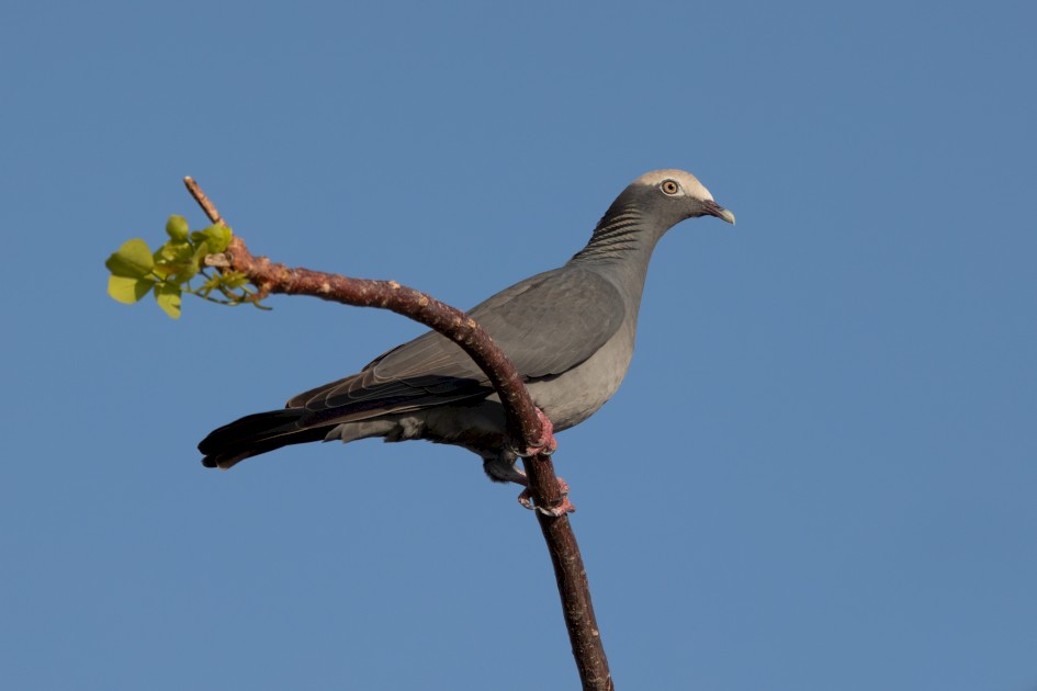 White-crowned Pigeon , 1/2000 sec, f/7.1, 500 mm, ISO 400