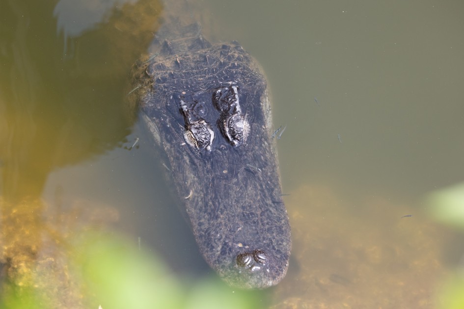 Alligator, 1/2000 sec, f/5.6, 186 mm, ISO 1250