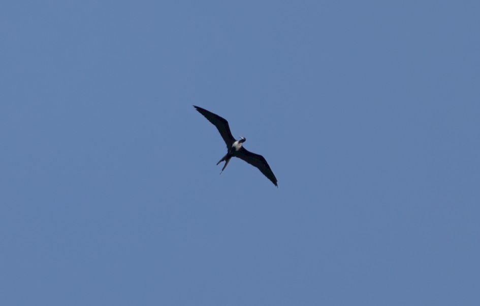 Magnificent Frigatebird, 1/2500 sec, f/7.1, 500 mm, ISO 400
