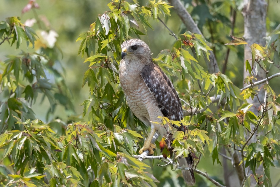 Redouldered Hawk, 1/2000 sec, f/7.1, 500 mm, ISO 1250