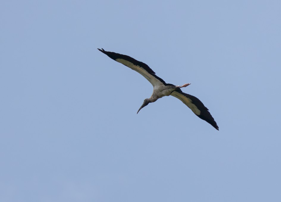 Wood Stork, 1/2500 sec, f/7.1, 500 mm, ISO 320