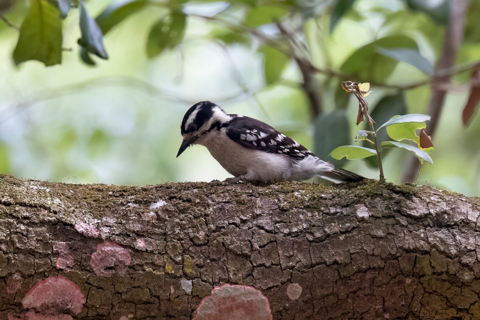 Downy Woodpecker, 1/2500 sec, f/7.1, 500 mm, ISO 6400