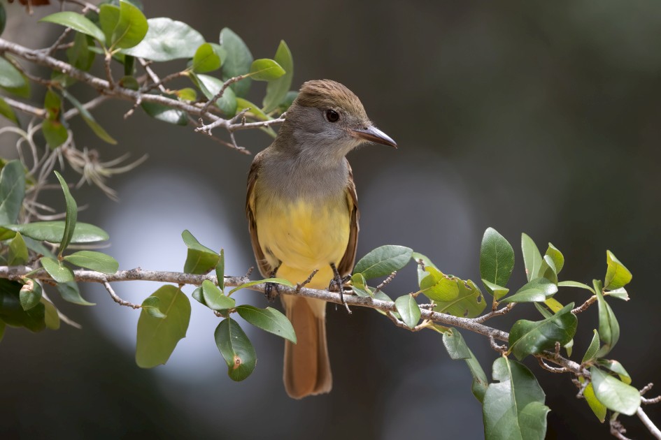 Great Crested Flycatcher, 1/640 sec, f/7.1, 500 mm, ISO 800