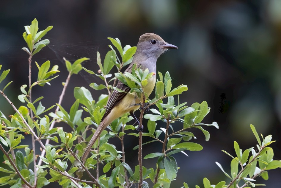Great Crested Flycatcher , 1/640 sec, f/7.1, 500 mm, ISO 1000