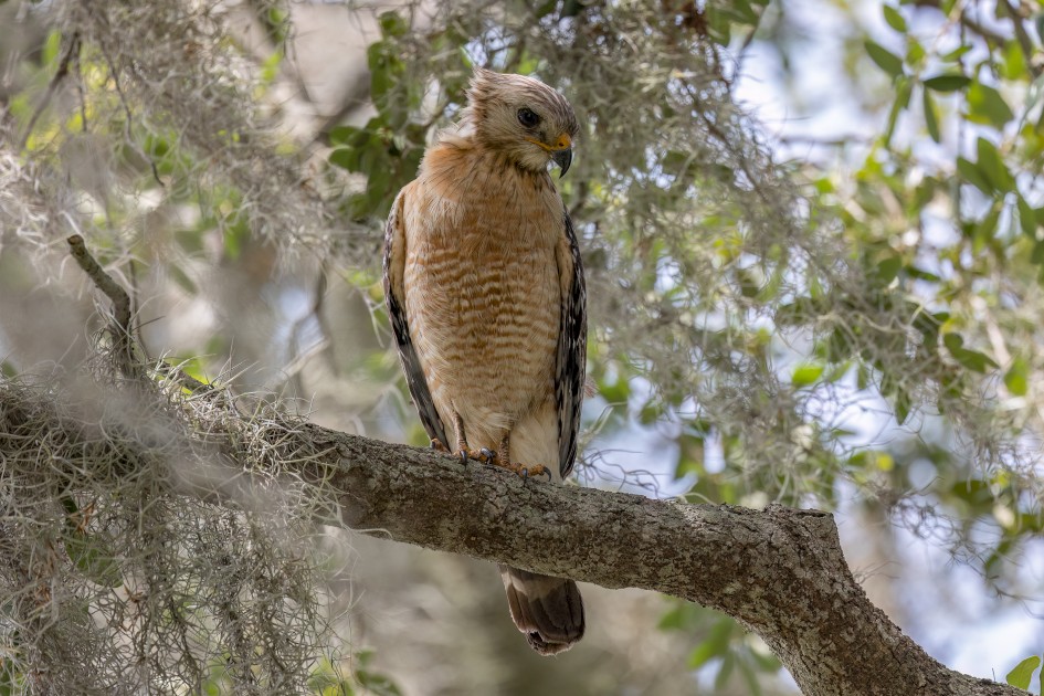 Redouldered Hawk, 1/640 sec, f/7.1, 500 mm, ISO 800