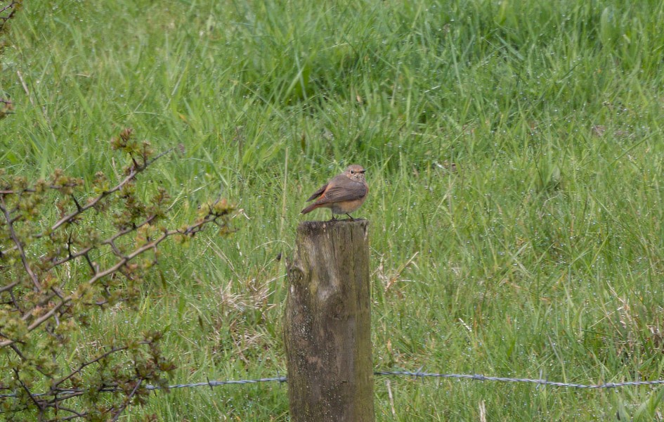 Redstart, 1/125 sec, f/7.1, 500 mm, ISO 100