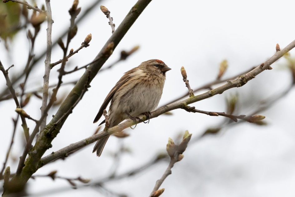 Redpoll, 1/640 sec, f/7.1, 500 mm, ISO 800