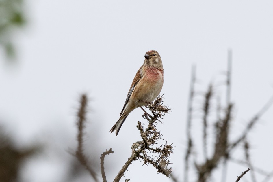 Linnet, 1/640 sec, f/7.1, 500 mm, ISO 200