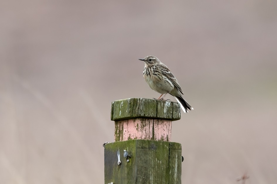 Meadow Pipit, 1/500 sec, f/7.1, 500 mm, ISO 500